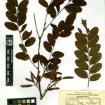 Dalbergia sericea Sonstige