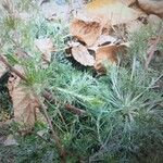 Artemisia abrotanum Leaf