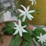 Jasminum sambac 花