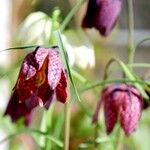 Fritillaria meleagris Цвят