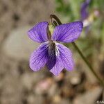 Viola palmata Flower