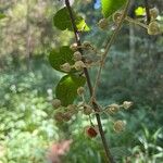 Rubus moluccanus Плод