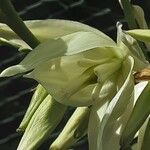 Yucca filamentosa Flower