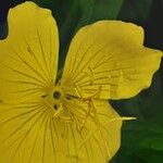Oenothera fruticosa Blüte