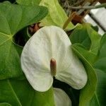 Anthurium andraeanum Λουλούδι