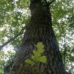 Quercus alba Blad