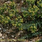 Euphorbia seguieriana Flor