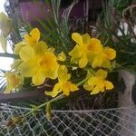 Cyrtopodium andersonii Çiçek