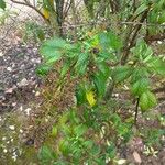 Buddleja lindleyana Foglia