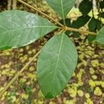 Rothmannia whitfieldii Leaf