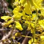 Peltophorum pterocarpum Flower