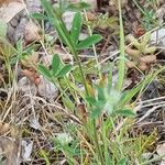 Trifolium arvense Likasa