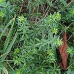 Galium maritimum Leaf