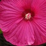 Hibiscus moscheutos Blüte