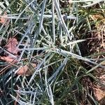 Dianthus anatolicus Blad