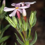 Phlox longifolia Цветок