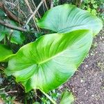 Calla palustris Blatt