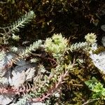 Petrosedum ochroleucum Autre