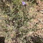 Globularia alypum Habit