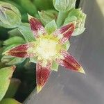 Graptopetalum macdougallii Fleur