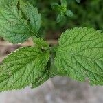 Verbena urticifolia Лист