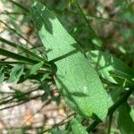 Centaurea nigra Leaf