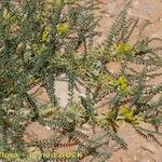 Astragalus akkensis عادت داشتن