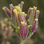 Cordylanthus rigidus Flower