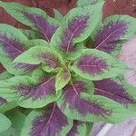 Amaranthus tricolorপাতা