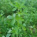 Medicago sativaJani
