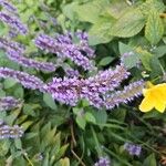 Agastache foeniculumÇiçek