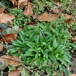Carex plantaginea List