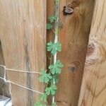 Tropaeolum peregrinum Blatt