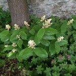 Maianthemum racemosum Hábito