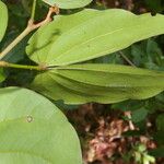 Schnella guianensis Leaf