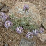 Oxytropis microphylla