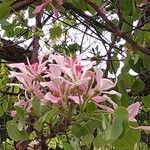 Bauhinia monandra Цвят