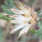Volutaria tubuliflora Fruto