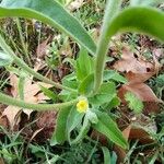 Andryala arenaria Квітка