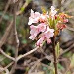 Viburnum grandiflorum Flors