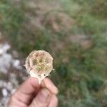 Scabiosa stellata Fleur
