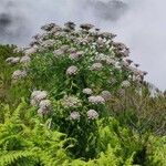 Daucus decipiens Žiedas