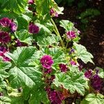 Malva arborea Leaf