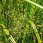 Galium trifidum Habit