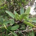 Ilex mucronata Leaf