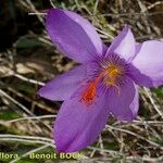 Crocus ligusticus Кветка