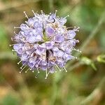 Succisa pratensisफूल