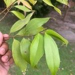 Cinnamomum burmanni Blad