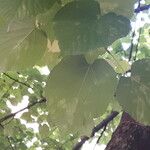 Tilia mandshurica Hoja