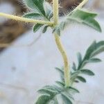 Lomelosia argentea Écorce